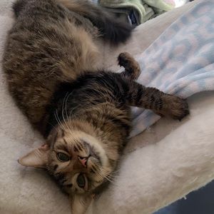 Meet your Posher, Priscilla